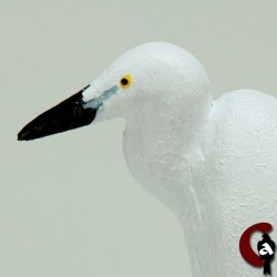 Aigrette garzette