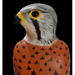 Faucon crécerelle mâle