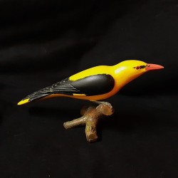 Loriot d'Europe mâle