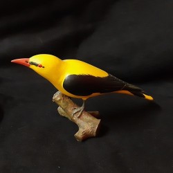 Loriot d'Europe mâle