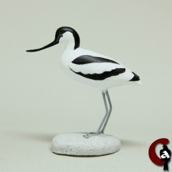 Avocette élégante