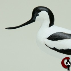 Avocette élégante