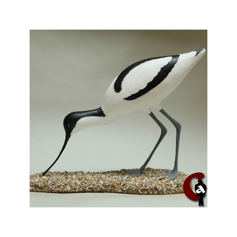 Avocette élégante