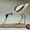 Avocette élégante