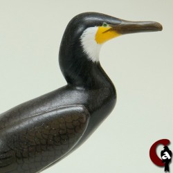 Grand cormoran