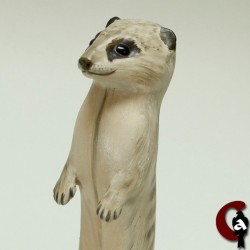 Suricate