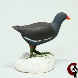 Gallinule poule d'eau