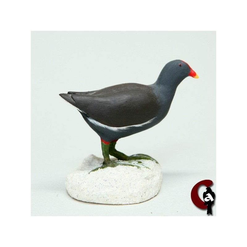 Gallinule poule d'eau