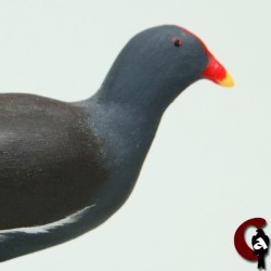 Gallinule poule d'eau