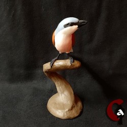 Pie-grièche écorcheur mâle