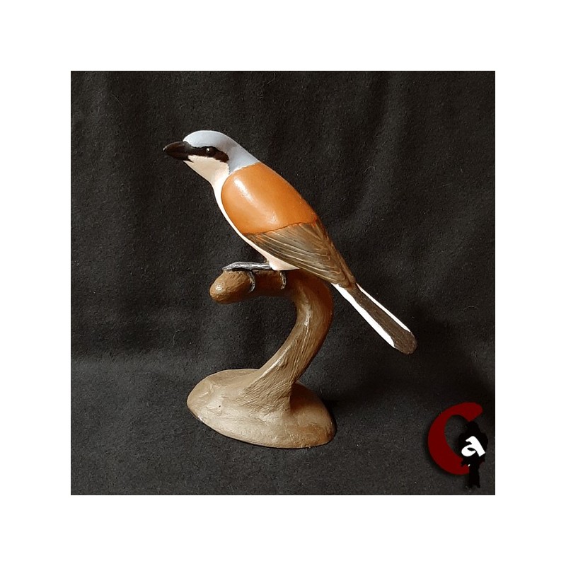 Pie-grièche écorcheur mâle