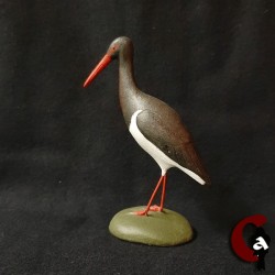 Cigogne noire